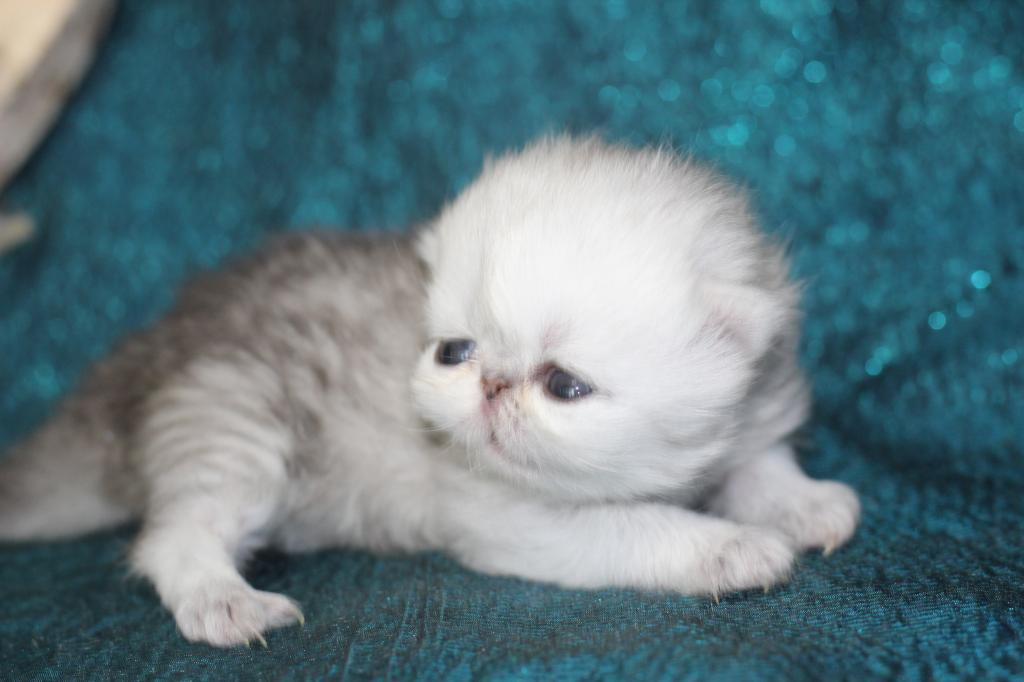 Persian photo 2