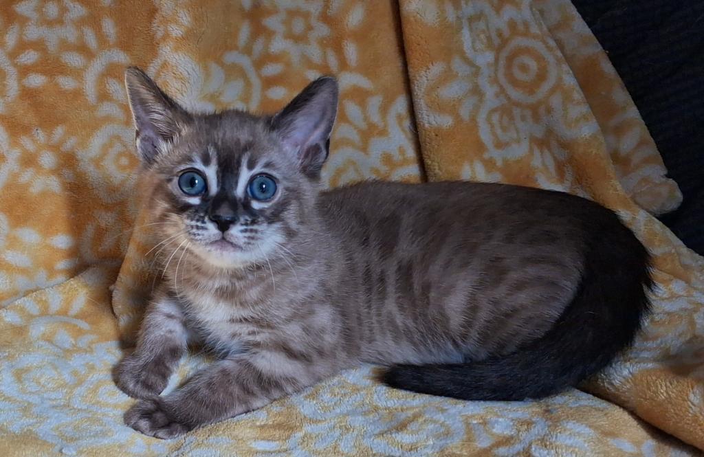 ADOPTED Blizzard photo 1