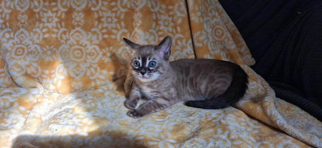 ADOPTED Blizzard photo 3