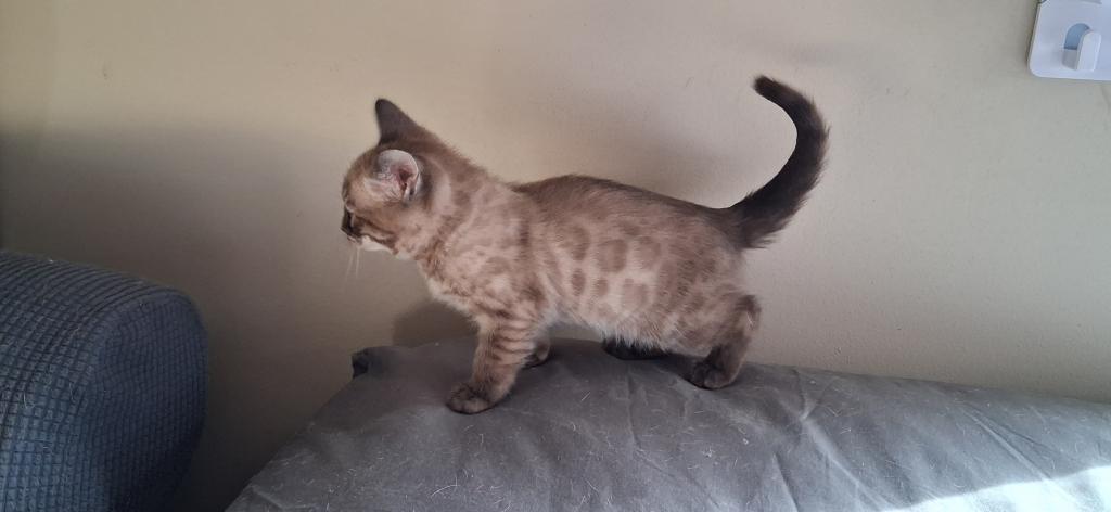 ADOPTED Blizzard photo 2