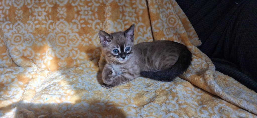 ADOPTED Blizzard photo 5