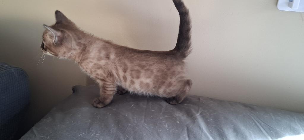 ADOPTED Blizzard photo 4