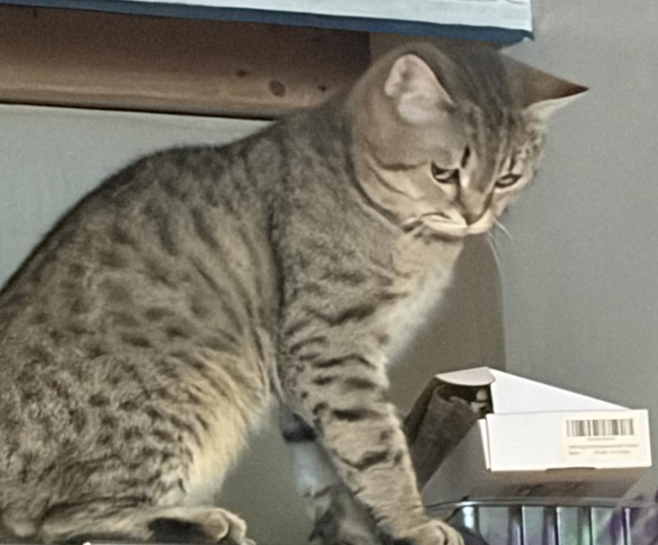Boris2 photo 2