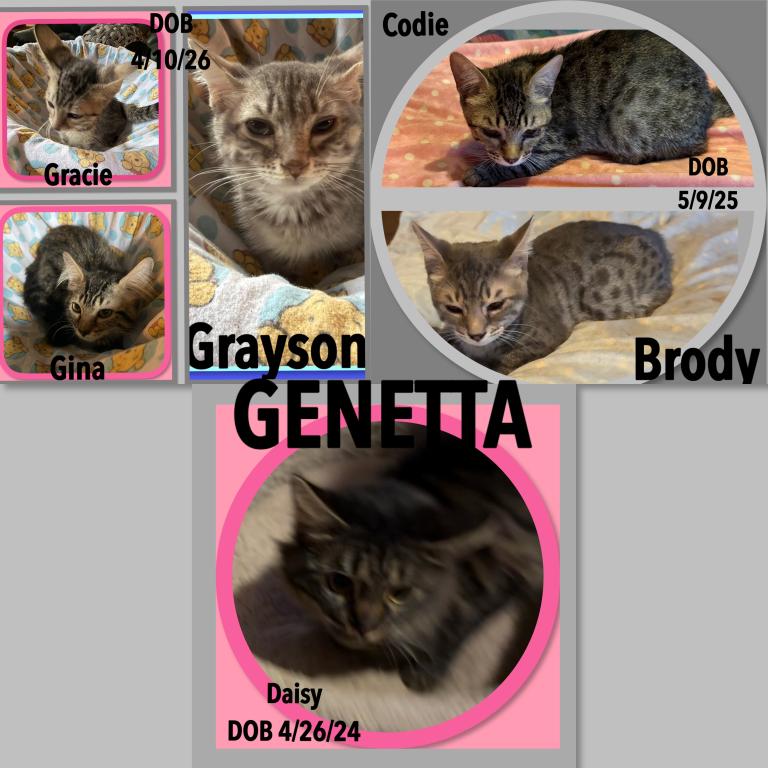 Genetta Bengal And Munchkin Cross photo 5