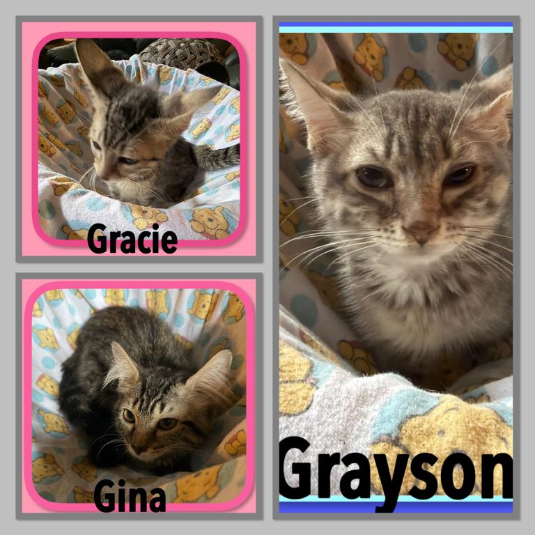 Genetta Bengal And Munchkin Cross photo 3