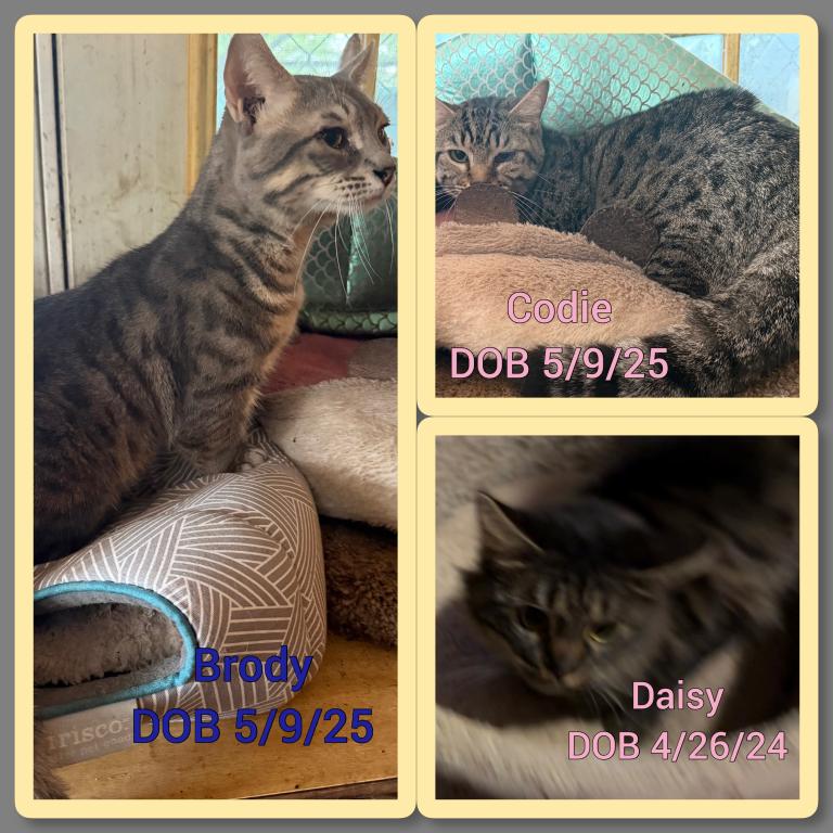 Genetta Bengal And Munchkin Cross photo 1