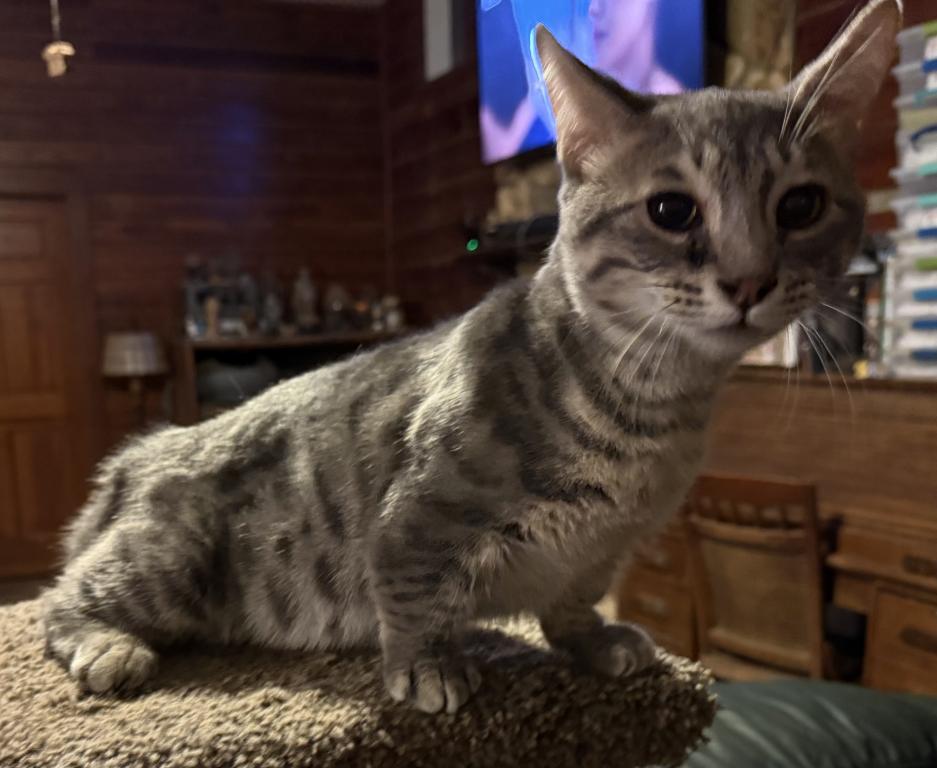 Genetta Bengal And Munchkin Cross photo 8