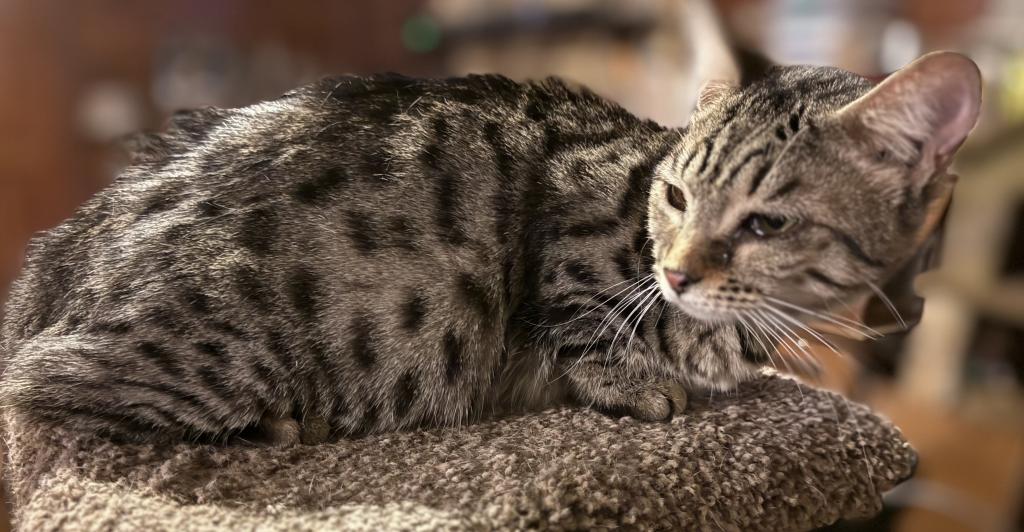 Genetta Bengal And Munchkin Cross photo 7