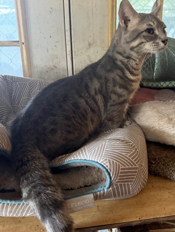 Genetta Bengal And Munchkin Cross photo 6