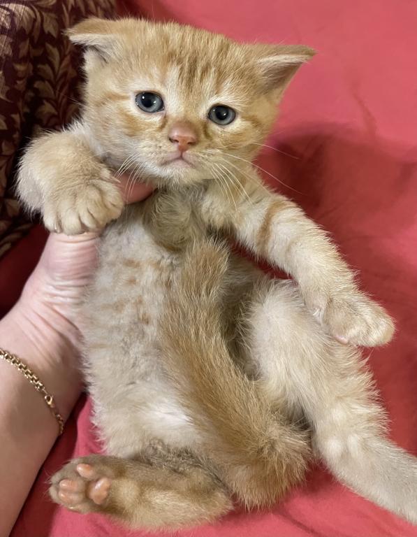 These Kittens Will Bring Happiness And Joy To Your photo 6