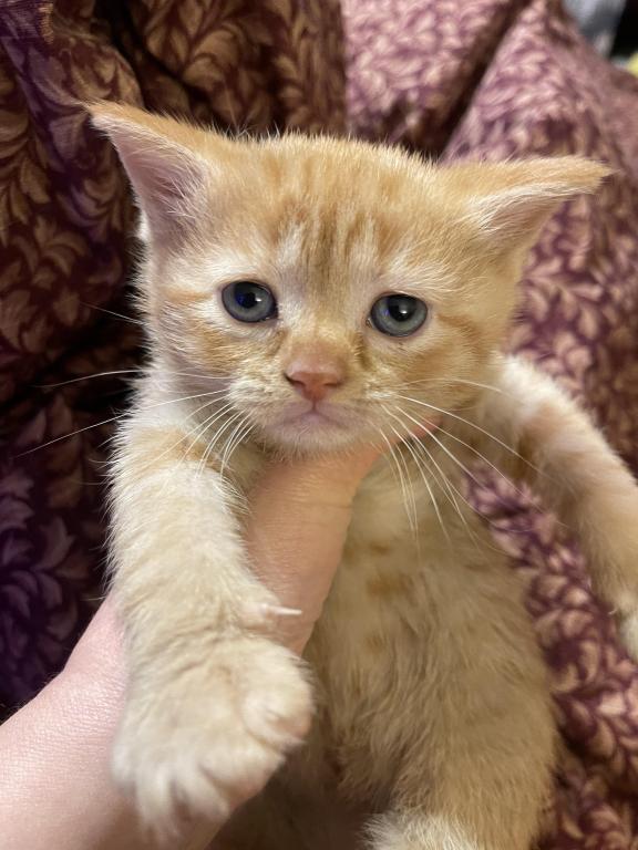 These Kittens Will Bring Happiness And Joy To Your photo 7