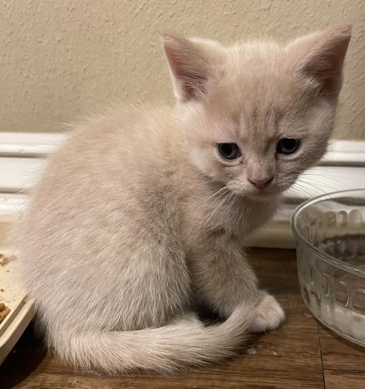 These Kittens Will Bring Happiness And Joy To Your photo 2