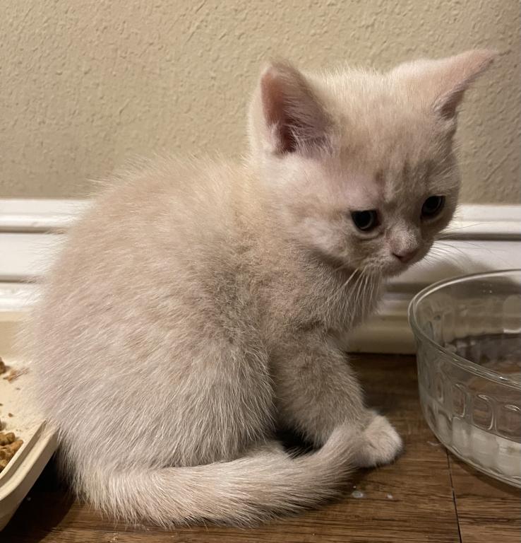 These Kittens Will Bring Happiness And Joy To Your photo 3