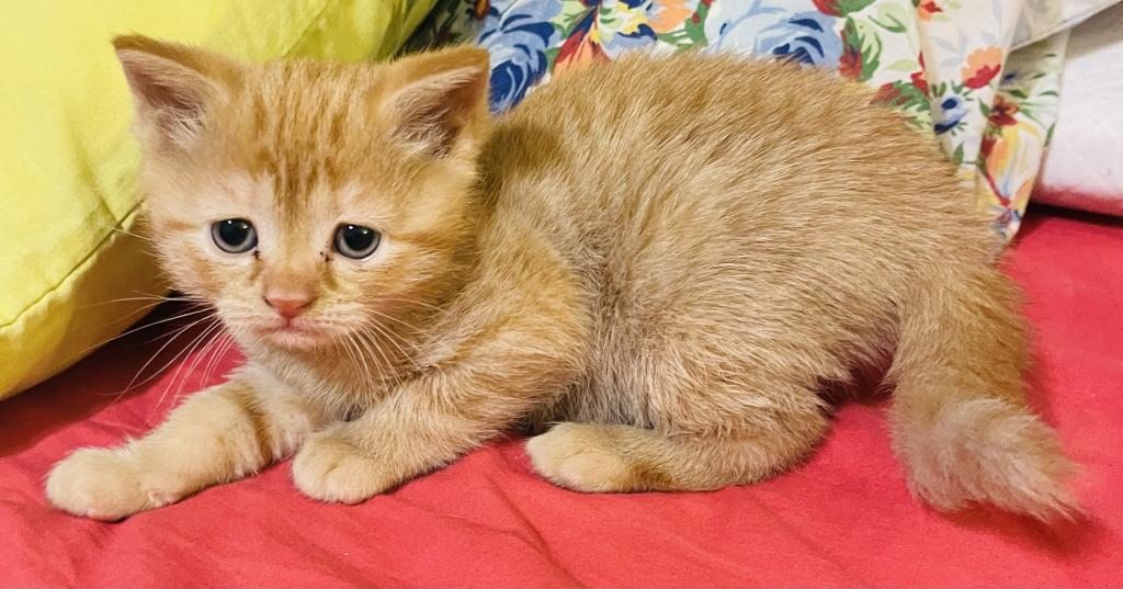 These Kittens Will Bring Happiness And Joy To Your photo 1