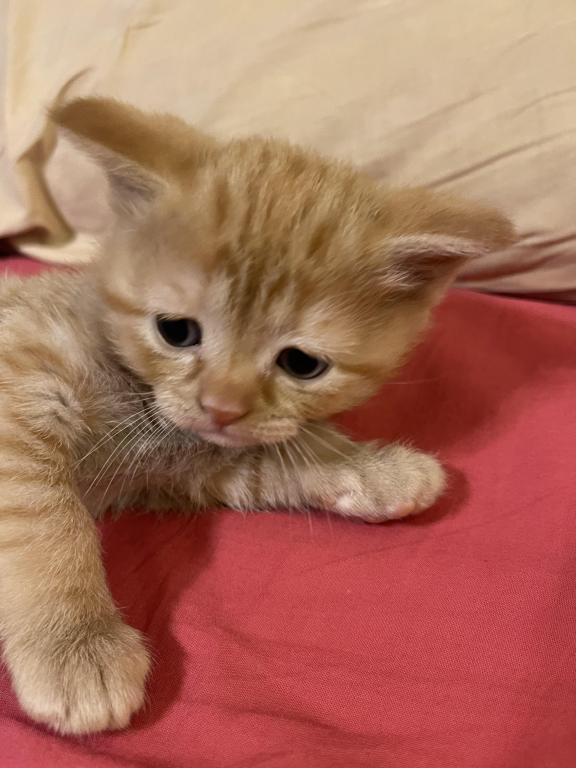 These Kittens Will Bring Happiness And Joy To Your photo 8