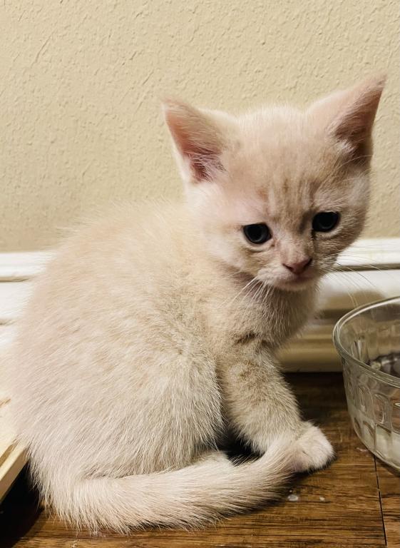 These Kittens Will Bring Happiness And Joy To Your photo 4