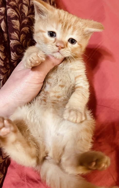 These Kittens Will Bring Happiness And Joy To Your photo 5