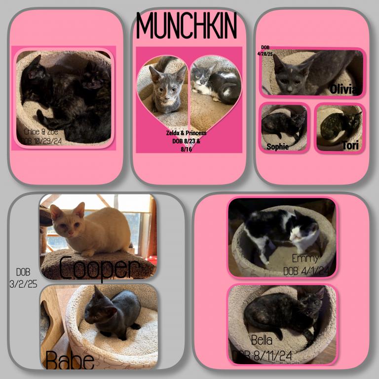 Munchkins  Sofie &  Tori &  Olivia photo 2