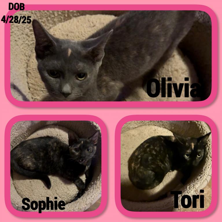 Munchkins  Sofie &  Tori &  Olivia photo 1
