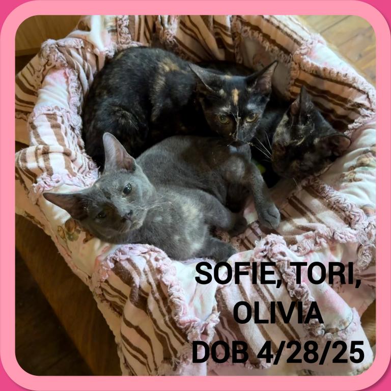 Munchkins  Sofie &  Tori &  Olivia photo 6