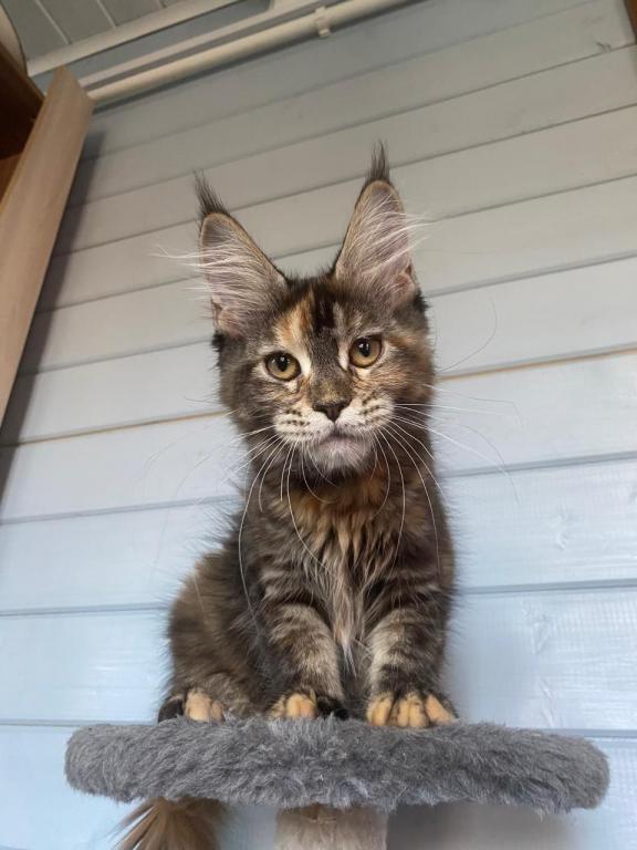 European Maine Coon Tortie Girl photo 2