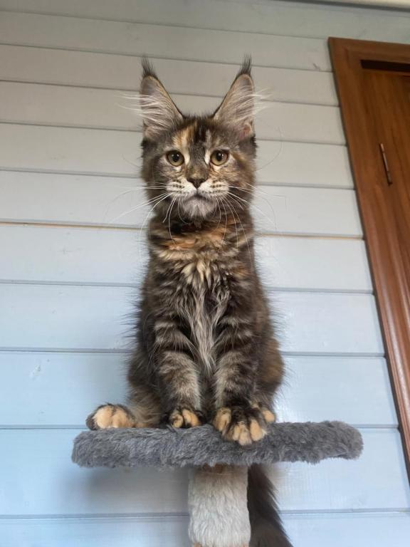 European Maine Coon Tortie Girl photo 4