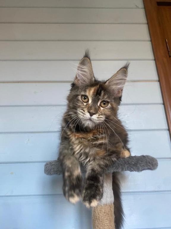 European Maine Coon Tortie Girl photo 1