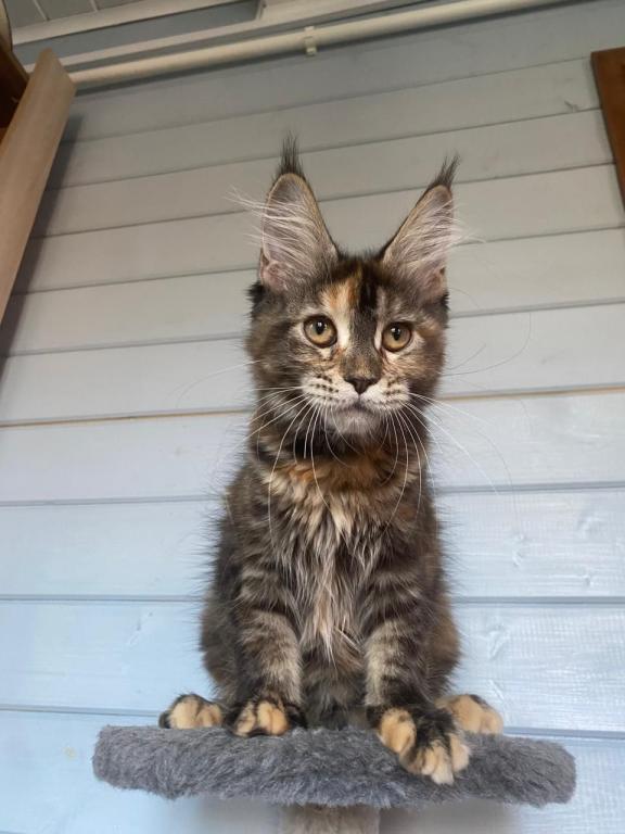 European Maine Coon Tortie Girl photo 3
