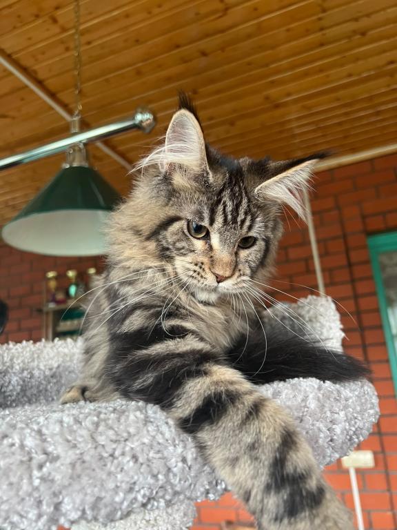Stunning European Maine Coon Torbie Female photo 2