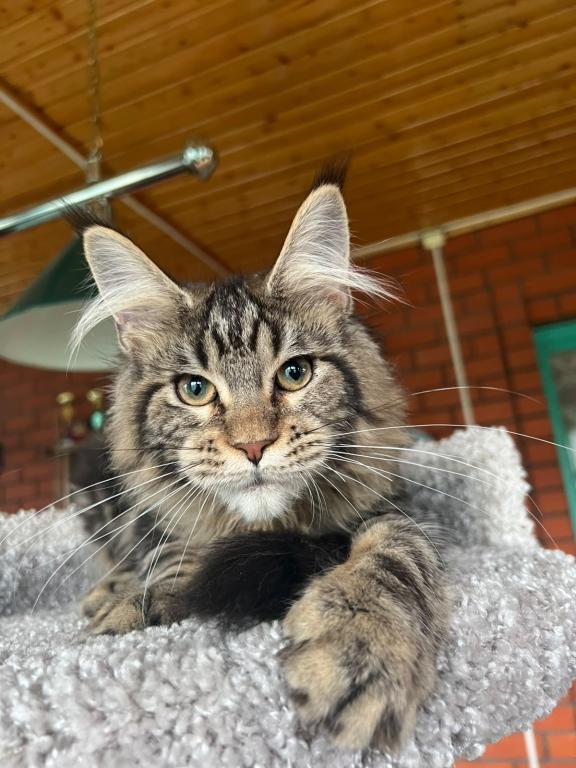 Stunning European Maine Coon Torbie Female photo 6