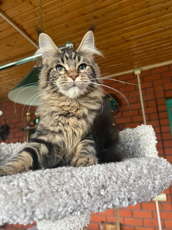 Stunning European Maine Coon Torbie Female photo 3
