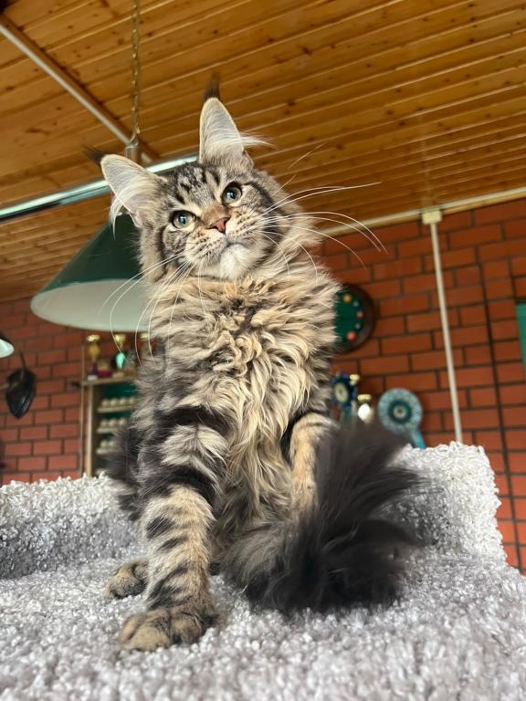 Stunning European Maine Coon Torbie Female photo 4