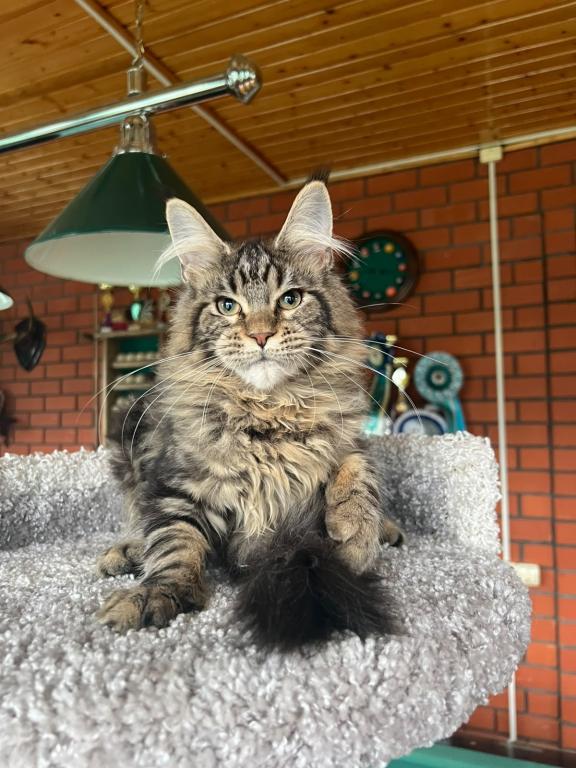 Stunning European Maine Coon Torbie Female photo 7