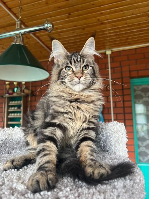 Stunning European Maine Coon Torbie Female photo 1