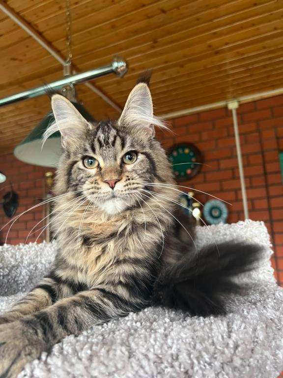 Stunning European Maine Coon Torbie Female photo 5