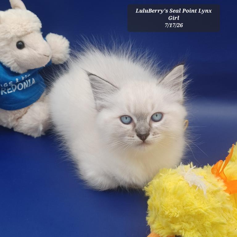 Seal Point Lynx Girl Reserved photo 4