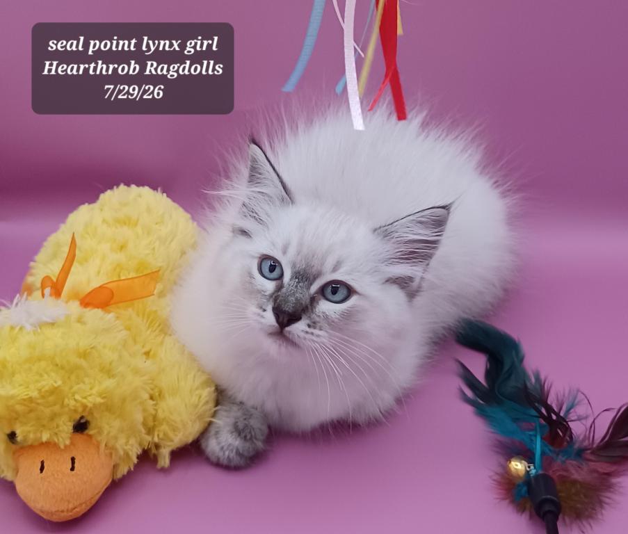 Seal Point Lynx Girl Reserved photo 2