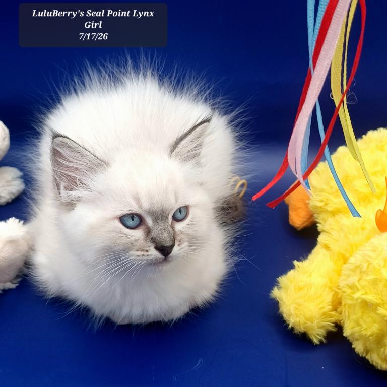 Seal Point Lynx Girl Reserved photo 8
