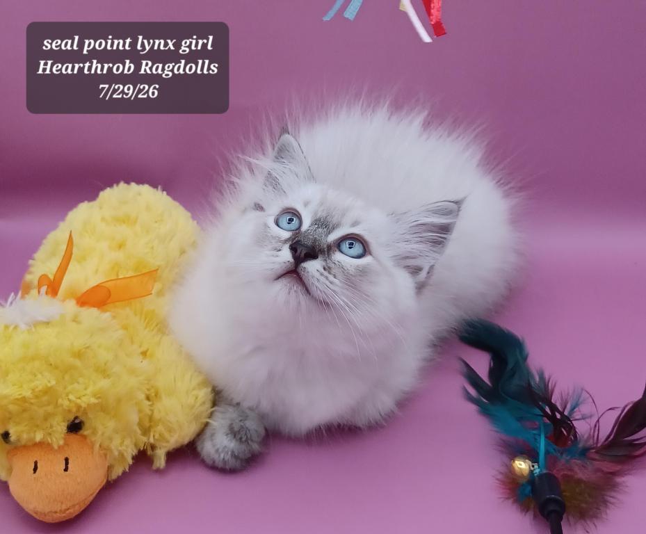 Seal Point Lynx Girl Reserved photo 3