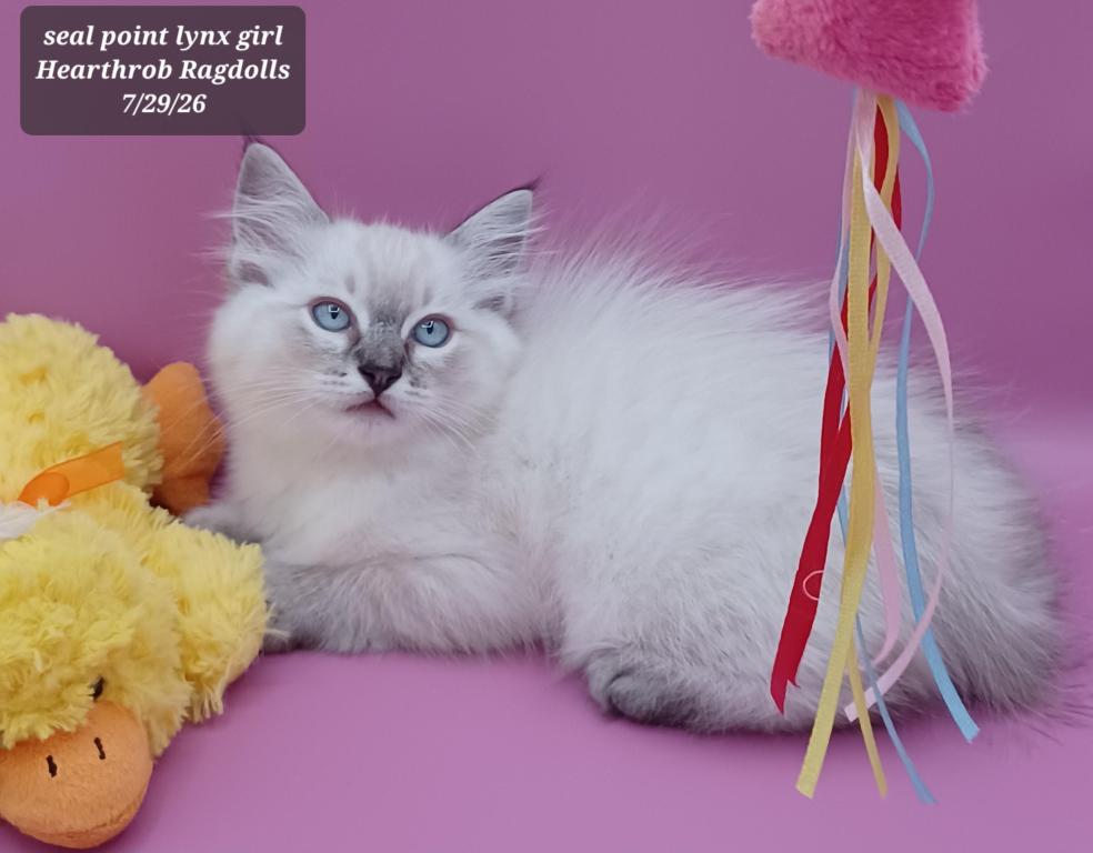 Seal Point Lynx Girl Reserved
