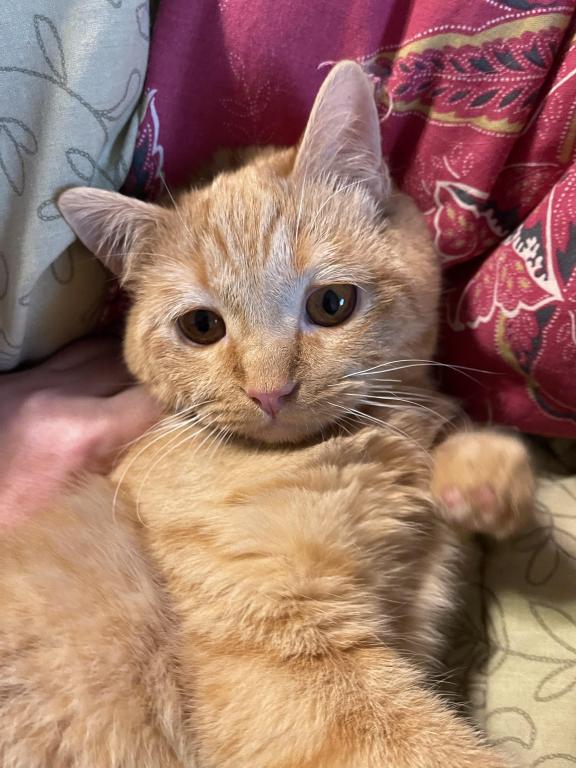 Orange British Shorthair Kitten photo 1