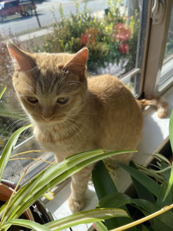 Orange British Shorthair Kitten photo 5