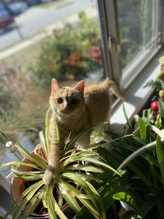 Orange British Shorthair Kitten photo 4