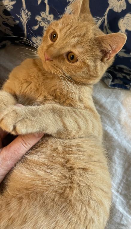 Orange British Shorthair Kitten photo 3