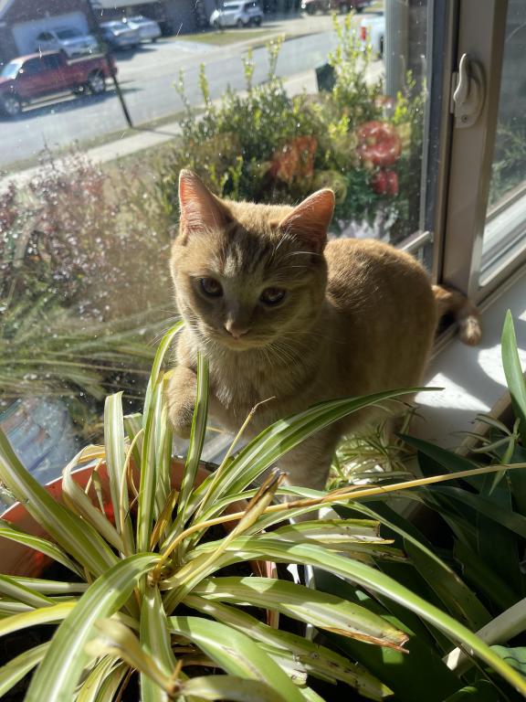 Orange British Shorthair Kitten photo 6