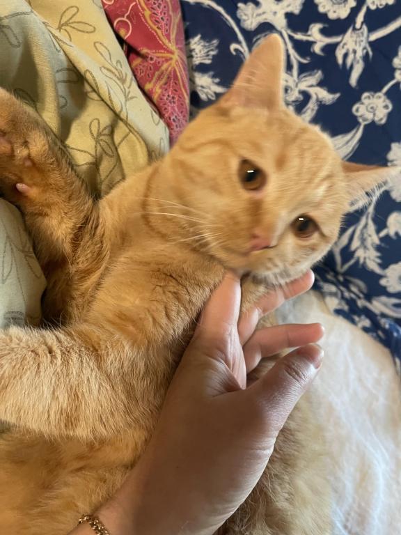 Orange British Shorthair Kitten photo 2