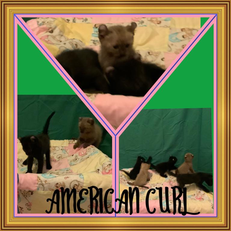 American Crurl Kittens photo 8