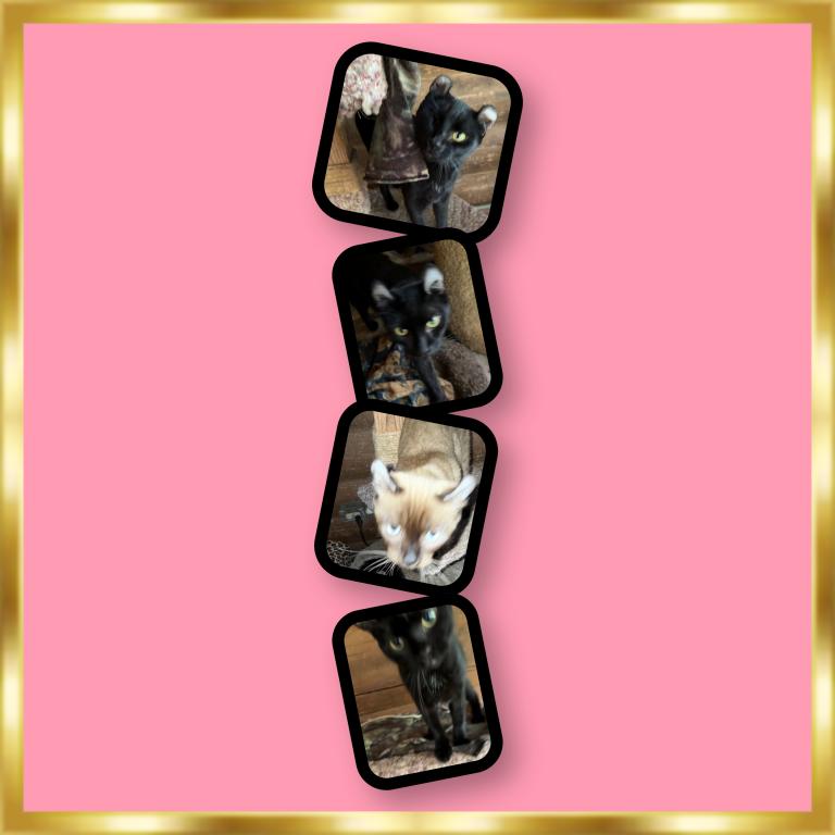 American Crurl Kittens photo 6