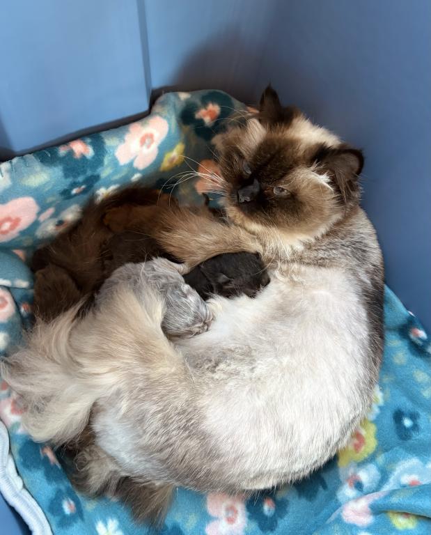 March Litter photo 14