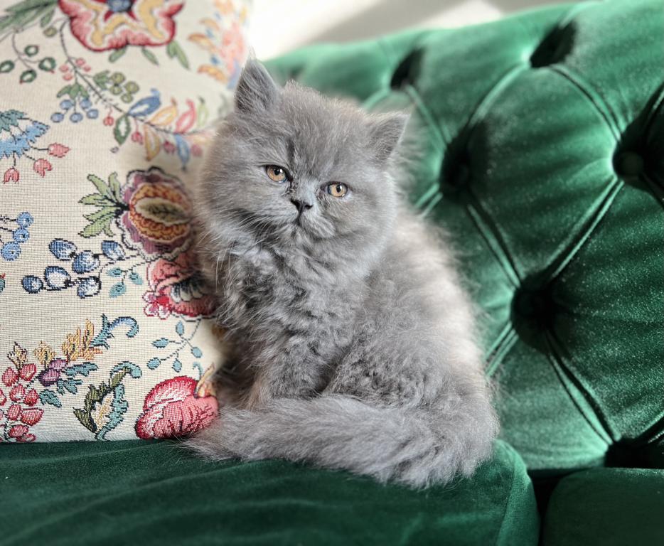 March Litter photo 6